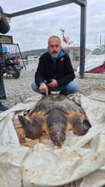 Çanakkale Boğazı’nda yolunu şaşıran caretta caretta yat limanına girdi